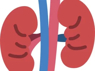 Ką turėtume žinoti apie inkstų ligas ir jų prevenciją?