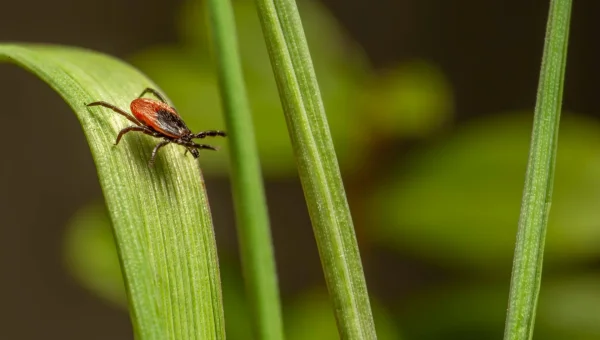 Erkė ant žolės infekcinė liga 