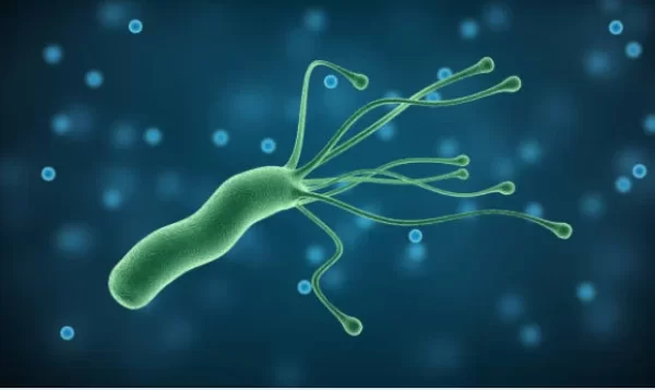 Apie 40–50 proc. pasaulio gyventojų yra užsikrėtę Helicobacter pylori bakterija